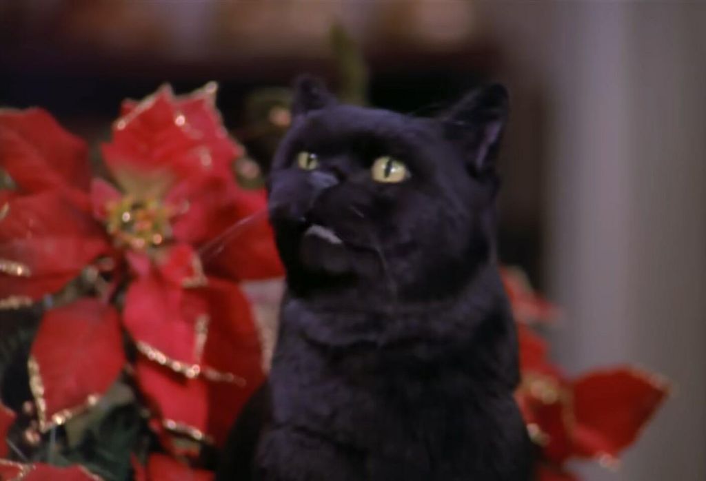 Salem Saberhagen - 4