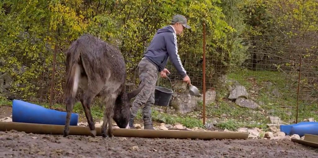 Novi problemi s vukovima - 1