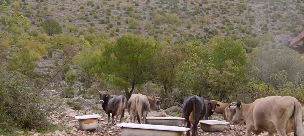 Novi problemi s vukovima - 1