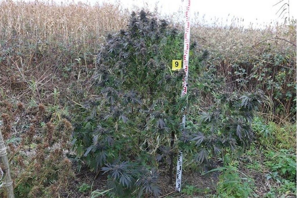 Policija u Đakovu pronašla polje marihuane - 1