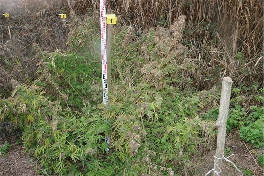 Policija u Đakovu pronašla polje marihuane - 1