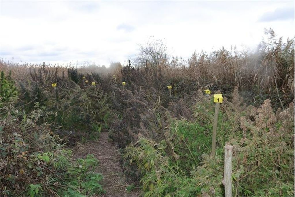 Policija u Đakovu pronašla polje marihuane - 1