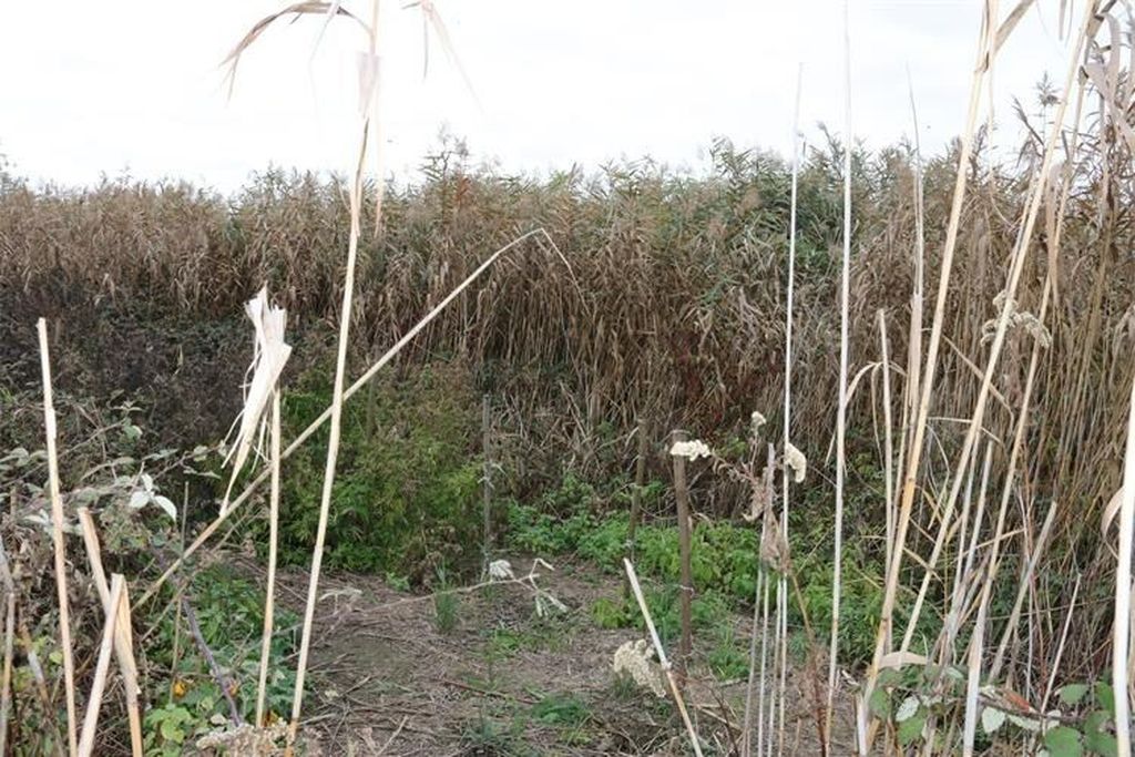 Policija u Đakovu pronašla polje marihuane - 1
