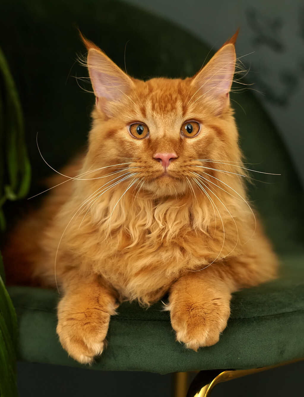 Maine coon