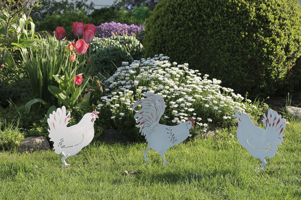 Iberis se često koristi kao ukrasni vrtni grm zbog svojih cvjetova - 1