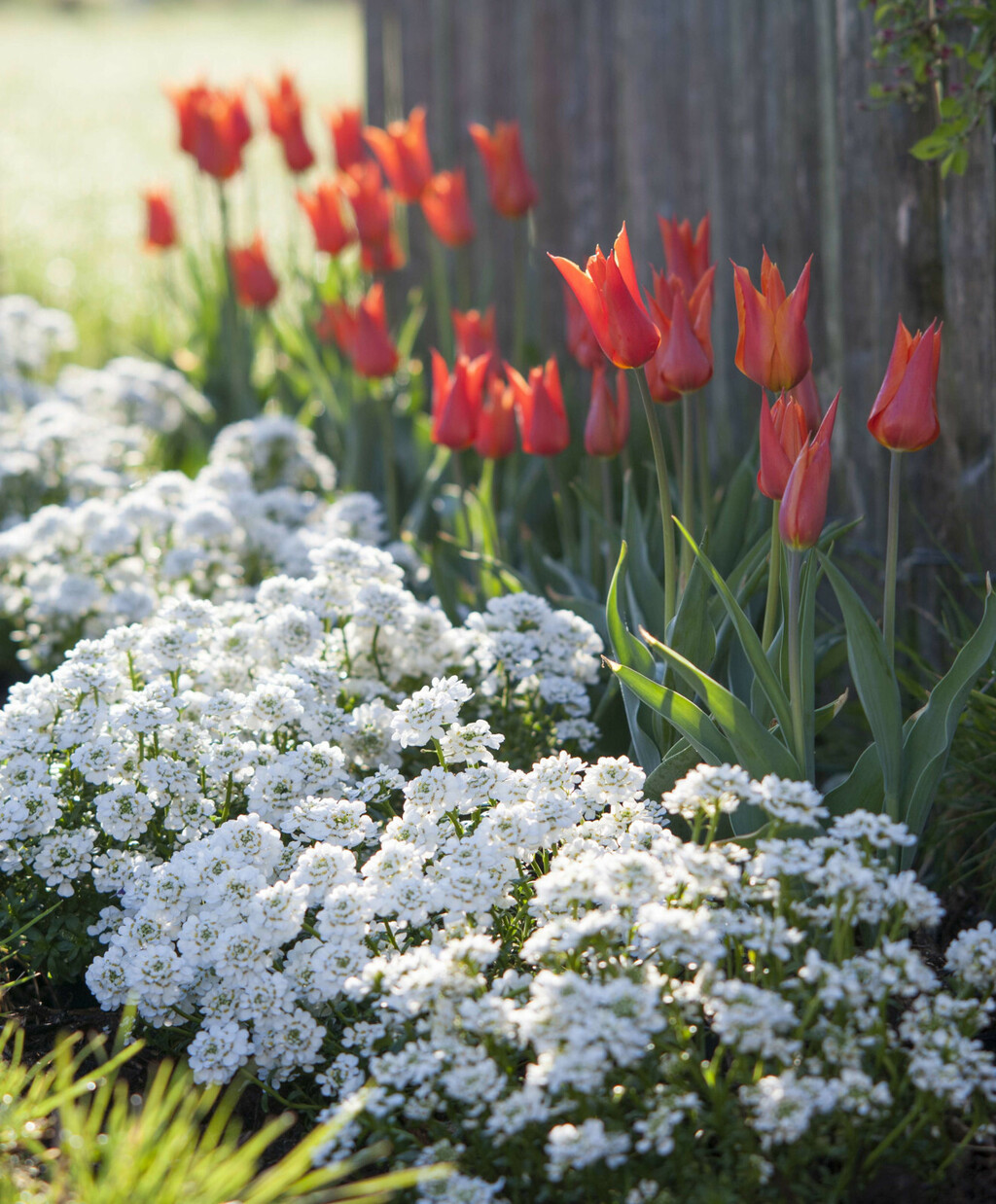 Iberis se često koristi kao ukrasni vrtni grm zbog svojih cvjetova - 5