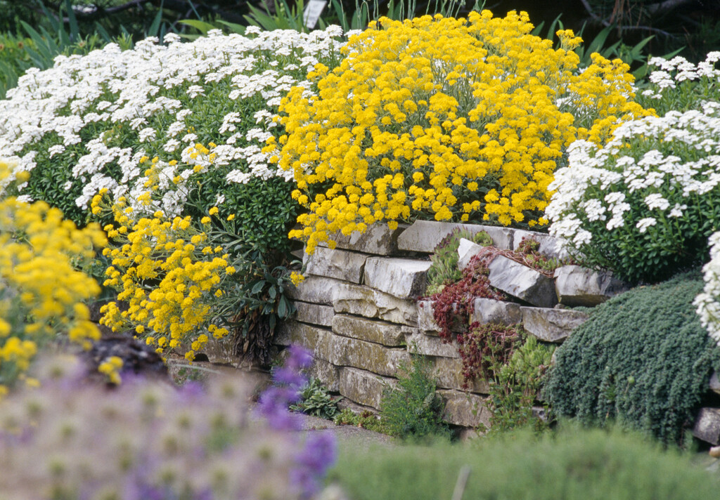 Iberis se često koristi kao ukrasni vrtni grm zbog svojih cvjetova