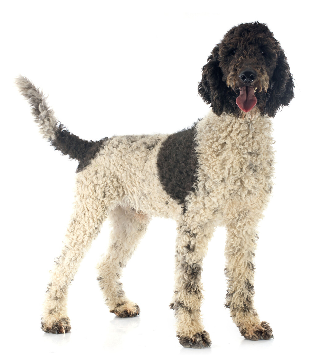 Portugalski vodeni pas sličan je lagottu romagnolu - 3