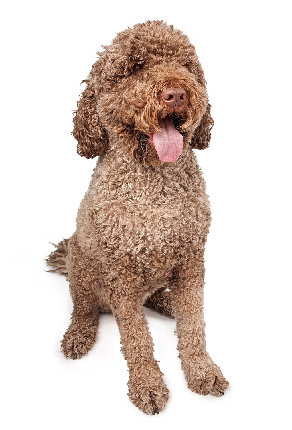 Portugalski vodeni pas sličan je lagottu romagnolu - 4