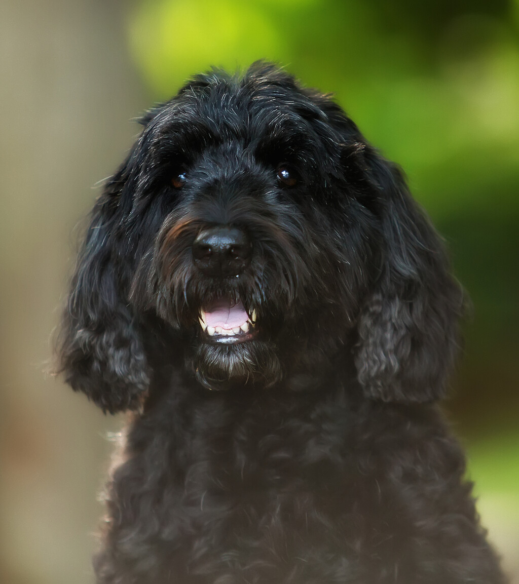 Portugalski vodeni pas sličan je lagottu romagnolu - 6