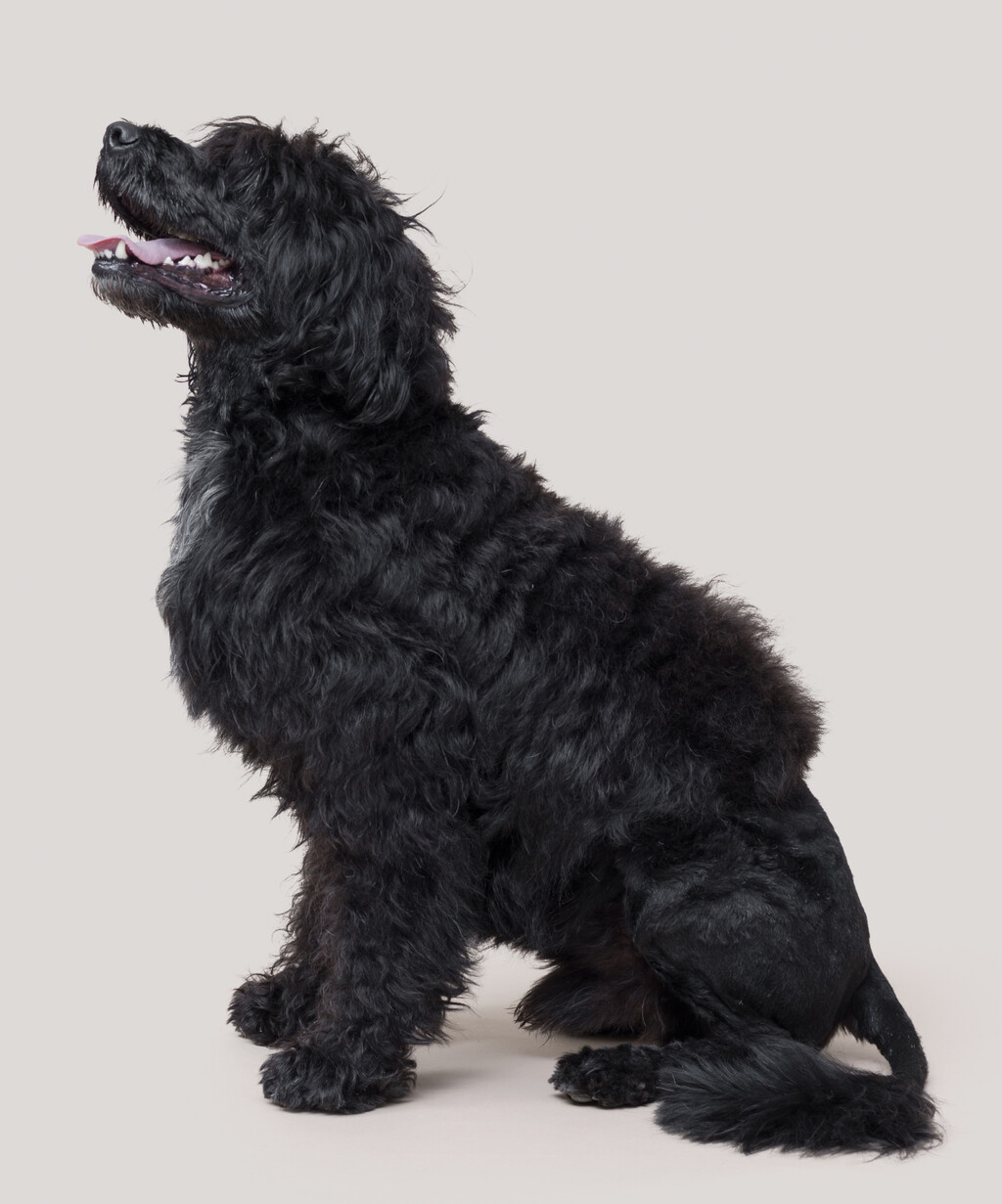 Portugalski vodeni pas sličan je lagottu romagnolu