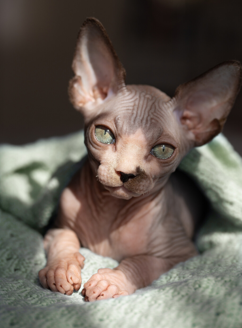 Mačka Sphynx