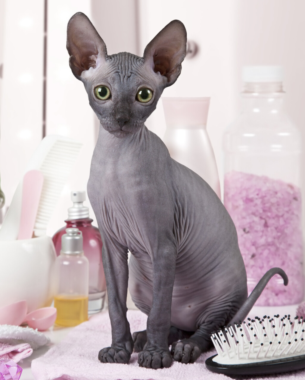 Don Sphynx (Donskoy)