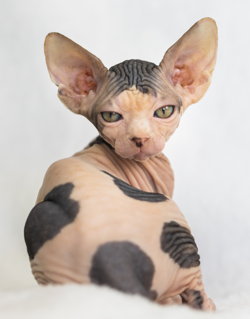 Sphynx je najpoznatija pasmina mačke bez dlake