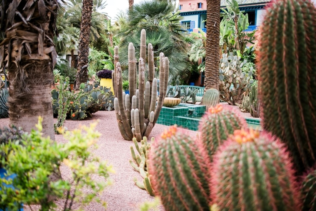 Botanički vrt Majorelle - 4