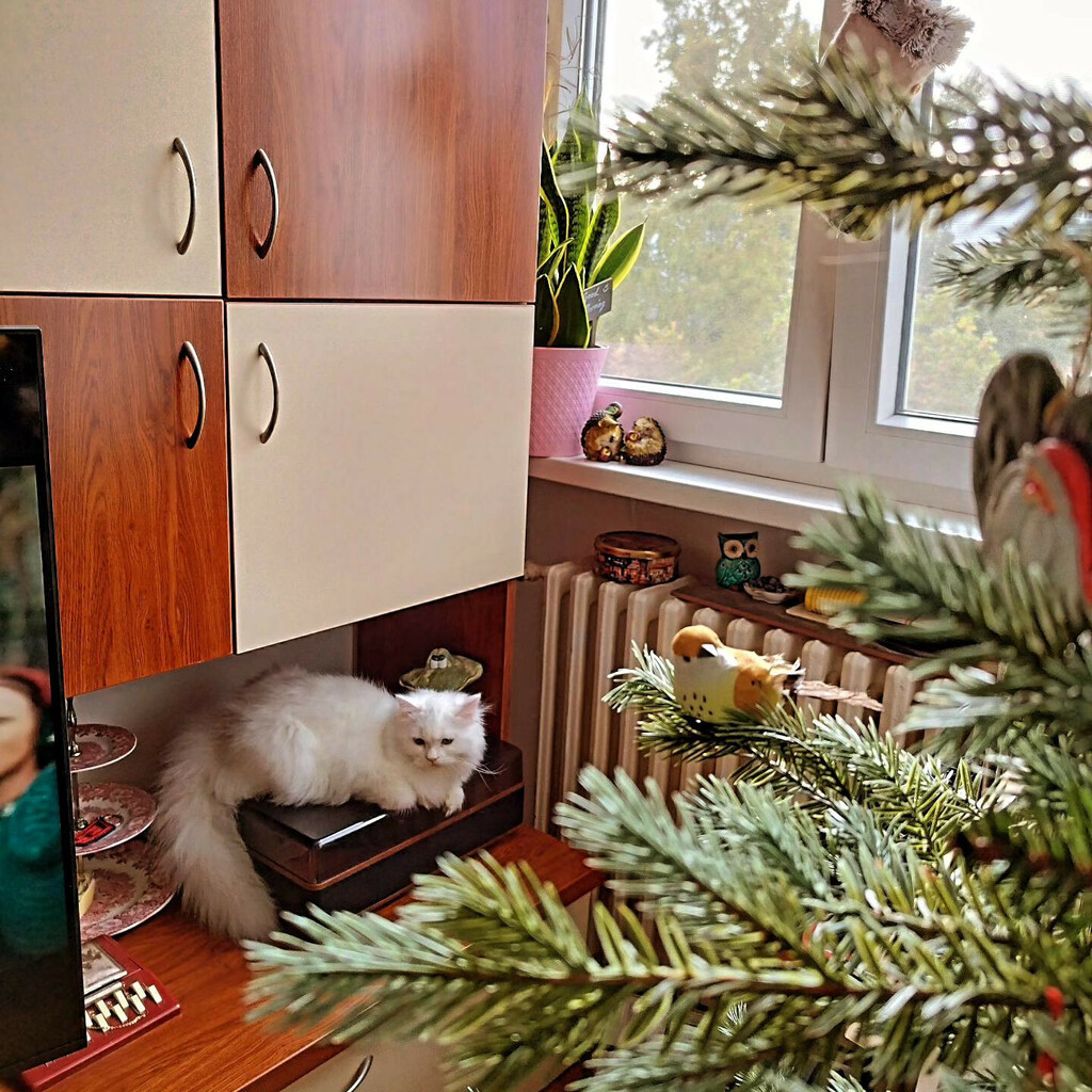 Stan Sonje Vranić iz Novog Sada izgleda poput male zemlje čuda - 4