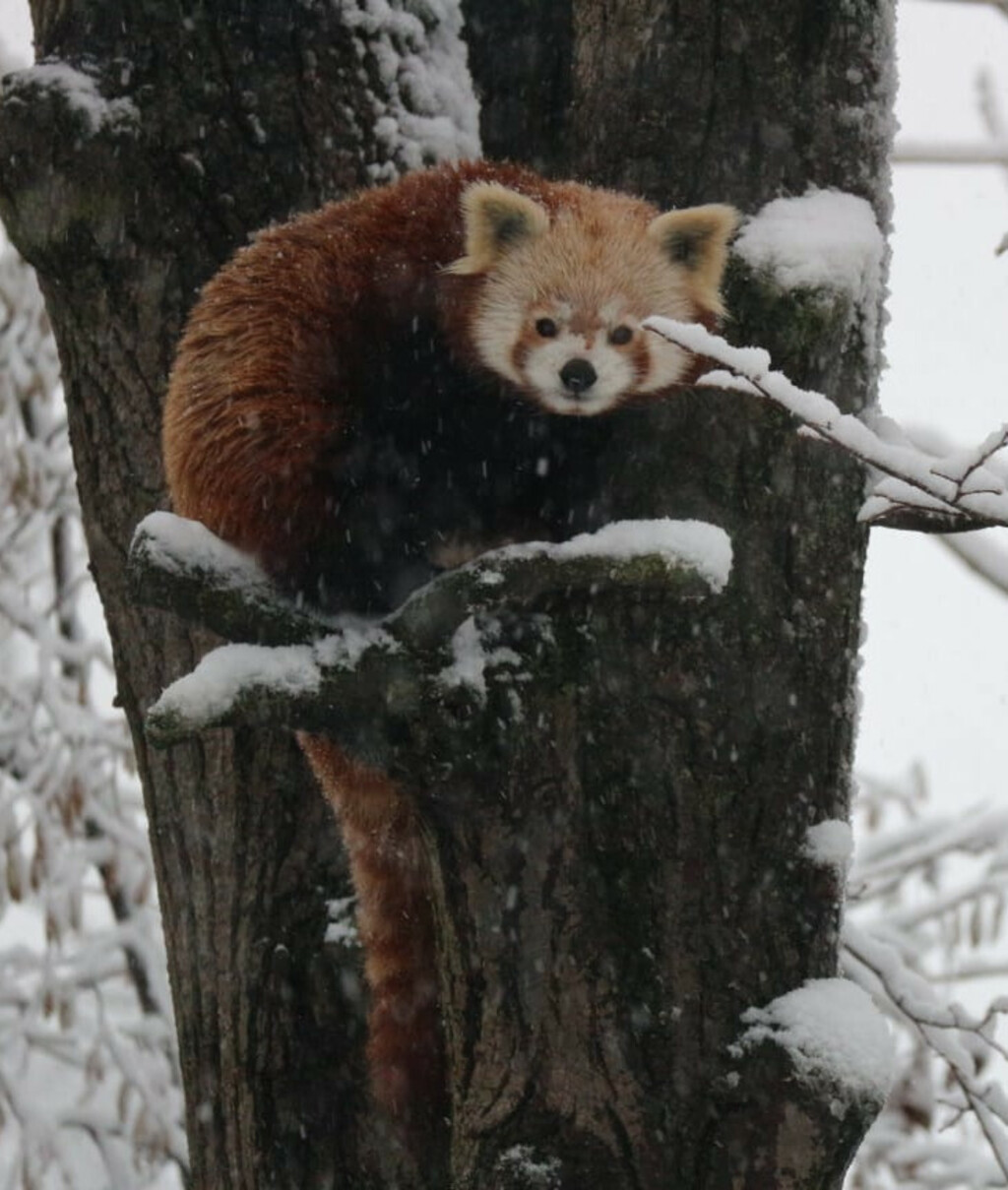 Program 'Ma tko spava zimi?!' održava se u zagrebačkom zoo vrtu - 2