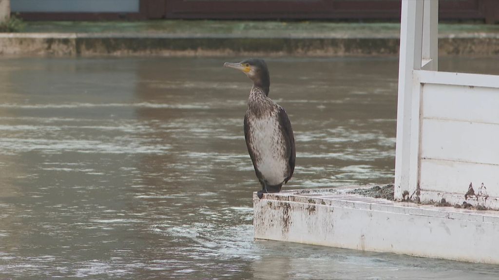 Nabujala rijeka Jadro - 1