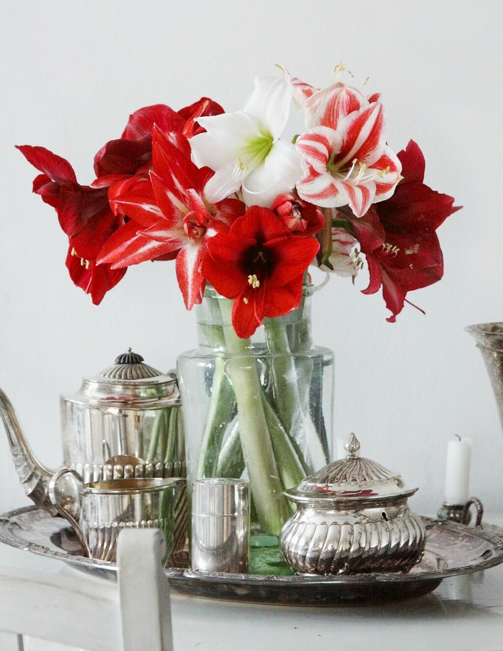 Veličanstveni amarilis krasi mnoge domove u blagdansko vrijeme