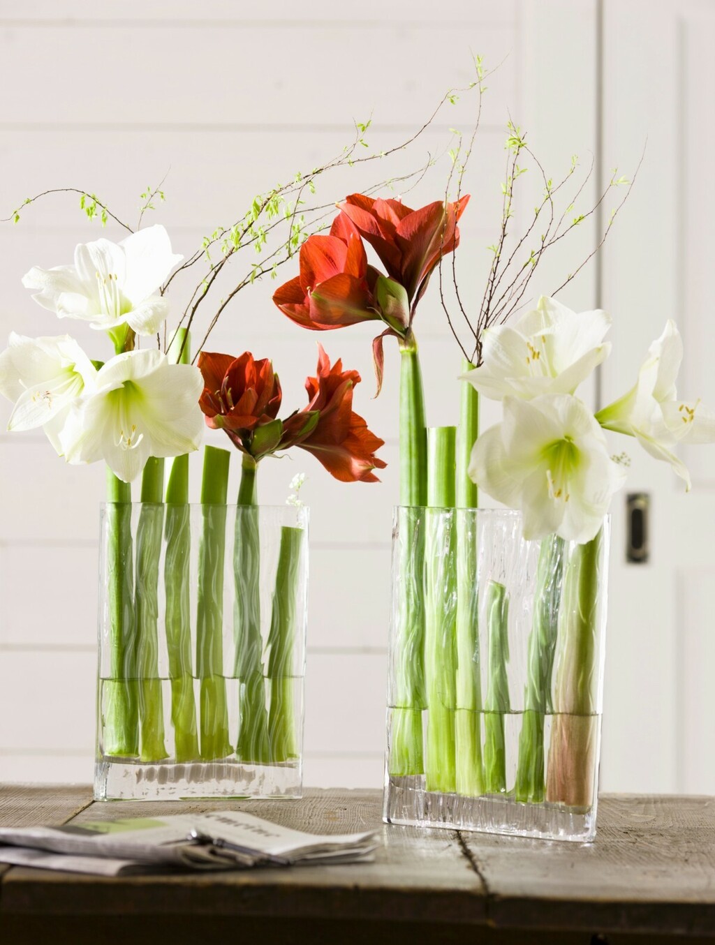 Veličanstveni amarilis krasi mnoge domove u blagdansko vrijeme