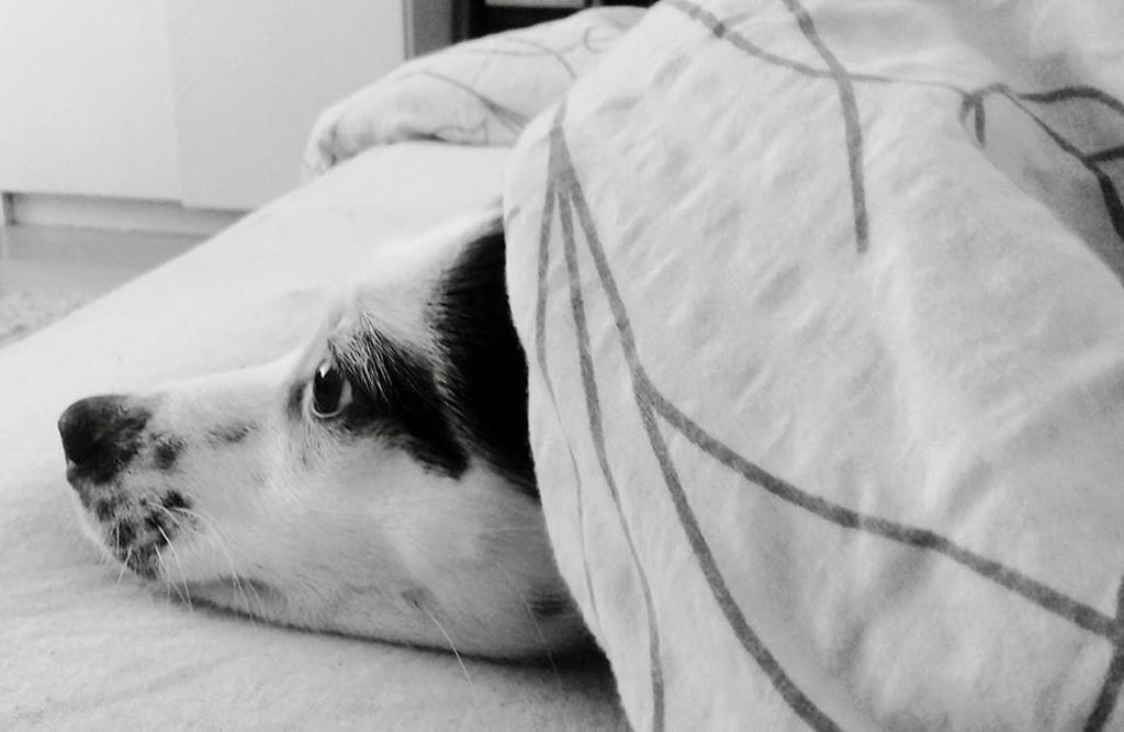 Svako godišnje doba uz Bellu ima svoje čari - 2