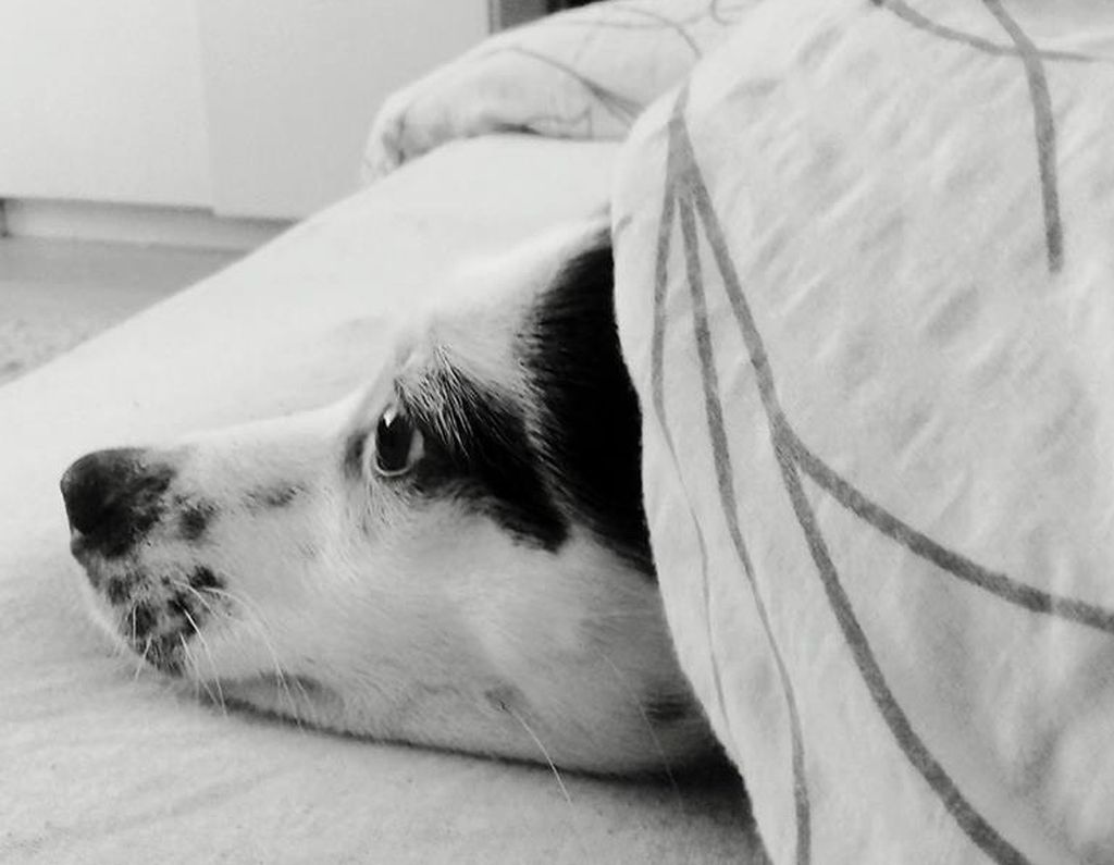 Bella je unijela vedrinu u dom