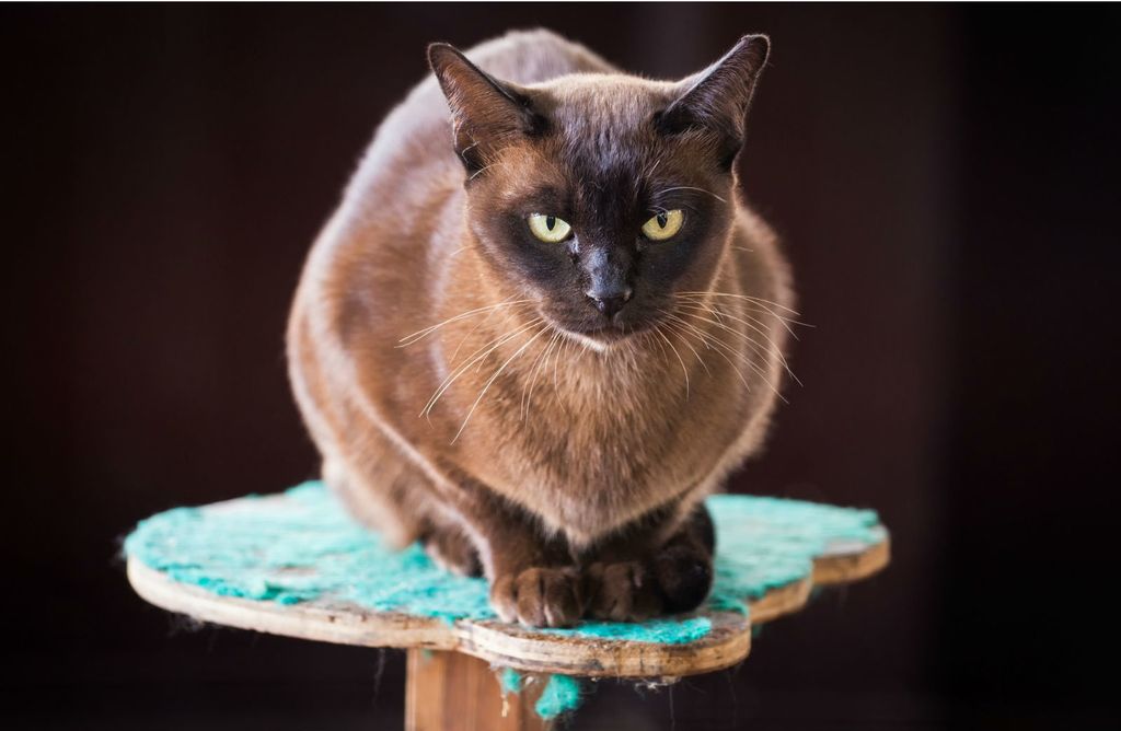 Burmanska mačka - 3