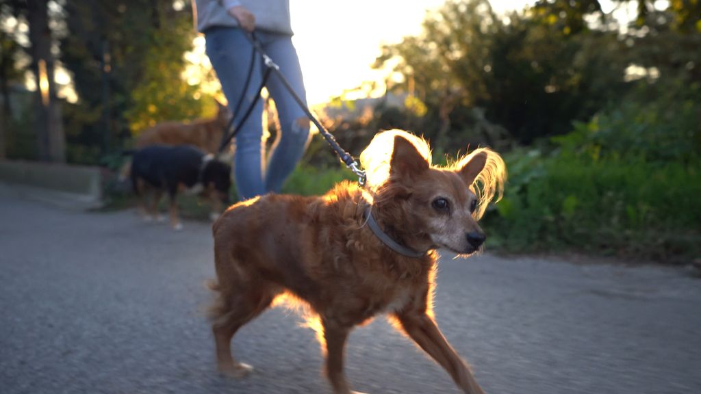 Kako ojačati imunitet obitelji prije zime - 2