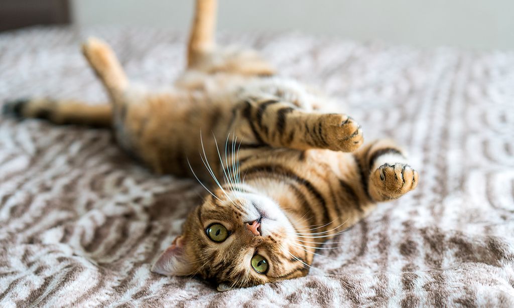 Purina ProPlan za kvalitetniji život mačke