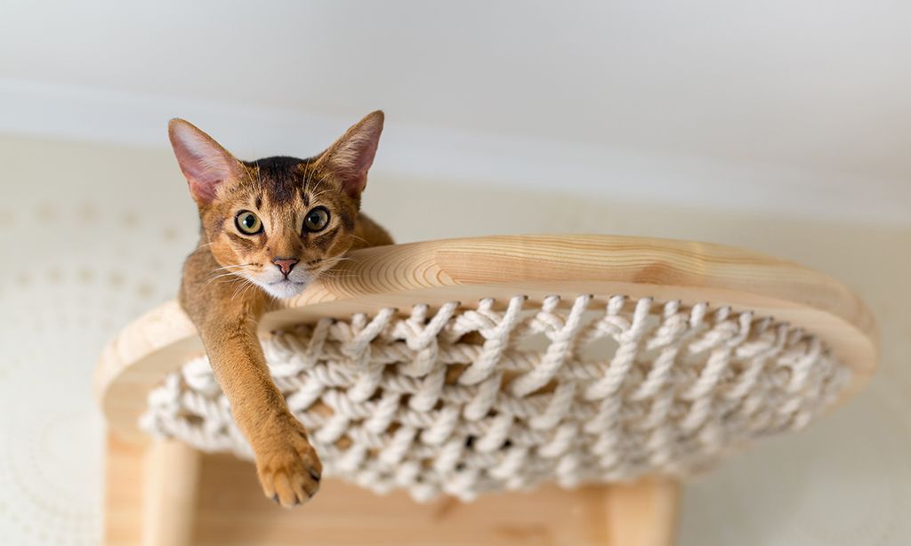 Purina ProPlan za kvalitetniji život mačke