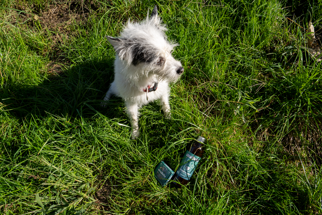 Šampone Shapello psi vole jer mirišu po svježe pokošenoj travi