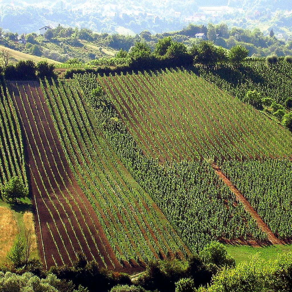 Vinogradi Kolarić