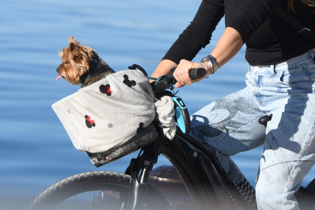 Psić Rafo iz Šibenika uživa u vožnji biciklom sa svojom vlasnicom Andreom - 2