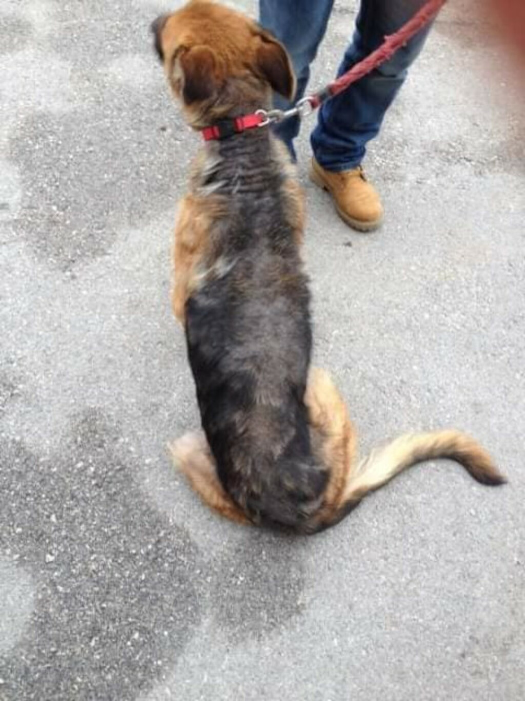 Sahara je završila u veterinarskoj stanici u Puli u jako lošem stanju