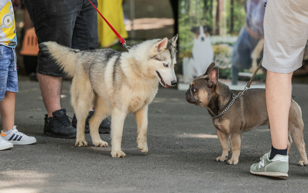 Festival pasa svih rasa održava se na zagrebačkom Tuđmancu povodom Svjetskog dana zaštita životinja - 8