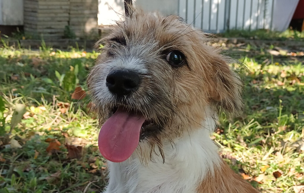 Obilježavanje Međunarodnog dana zaštite životinja - 4