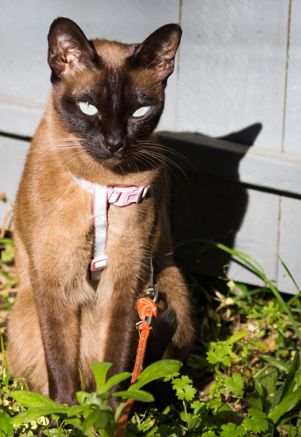 Tonkinese