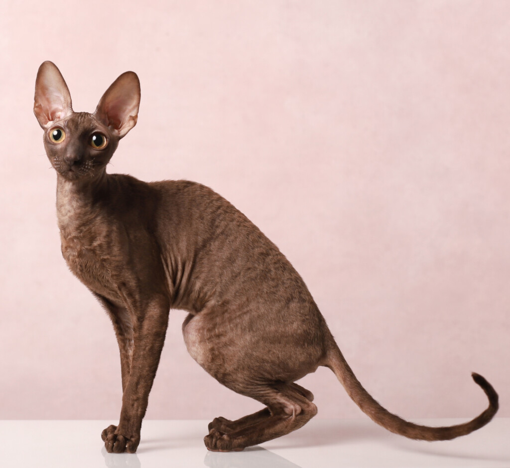 Cornish Rex