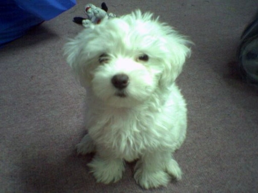 Sanja Srdić Jungić ispričala je priču o Toyi