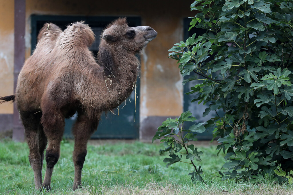 Mlada dvogrba deva Zsofia nova je stanovnica zagrebačkog zoološkog vrta - 4