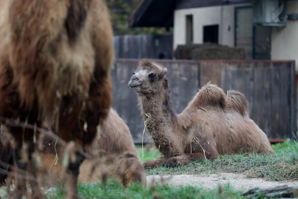 Mlada dvogrba deva Zsofia nova je stanovnica zagrebačkog zoološkog vrta - 7