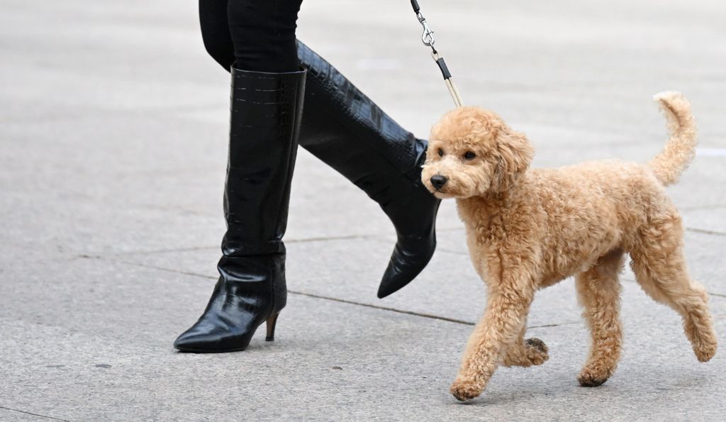 Visoke čizme već viđamo na gradskim ulicama