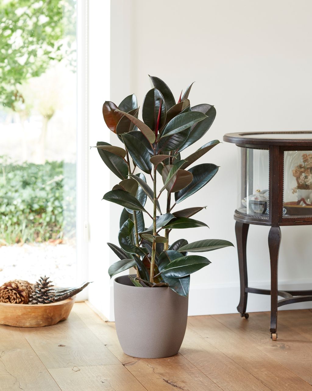 Pet biljaka koje unose jesensku toplinu u dom