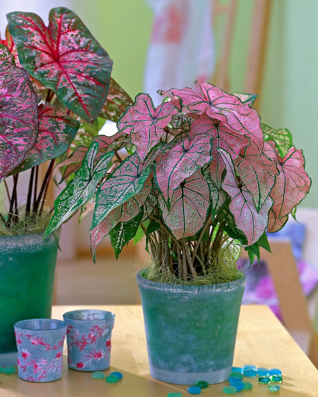 Pet biljaka koje unose jesensku toplinu u dom