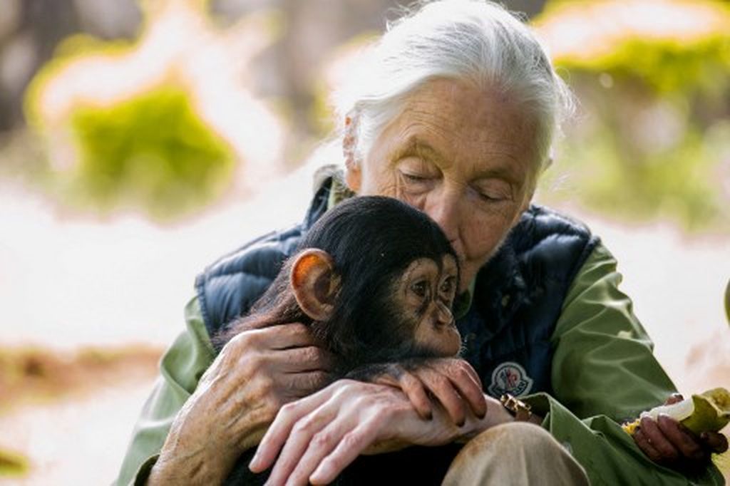 Jane Goodall - 3
