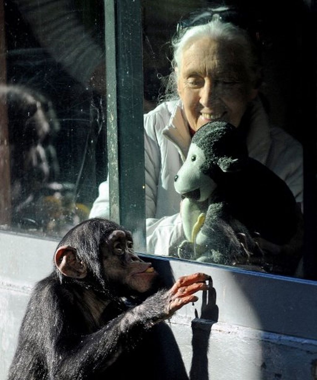 Jane Goodall - 3