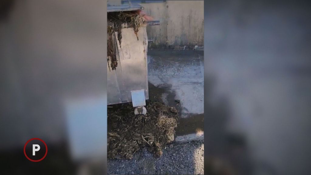 Provjereno: Klaonica u Gudovcu - 3