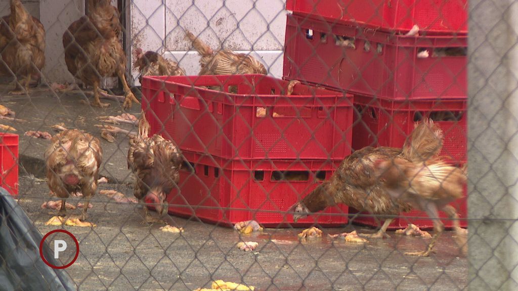 Provjereno: Klaonica u Gudovcu - 3