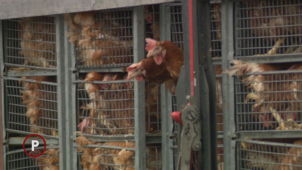 Provjereno: Klaonica u Gudovcu - 3