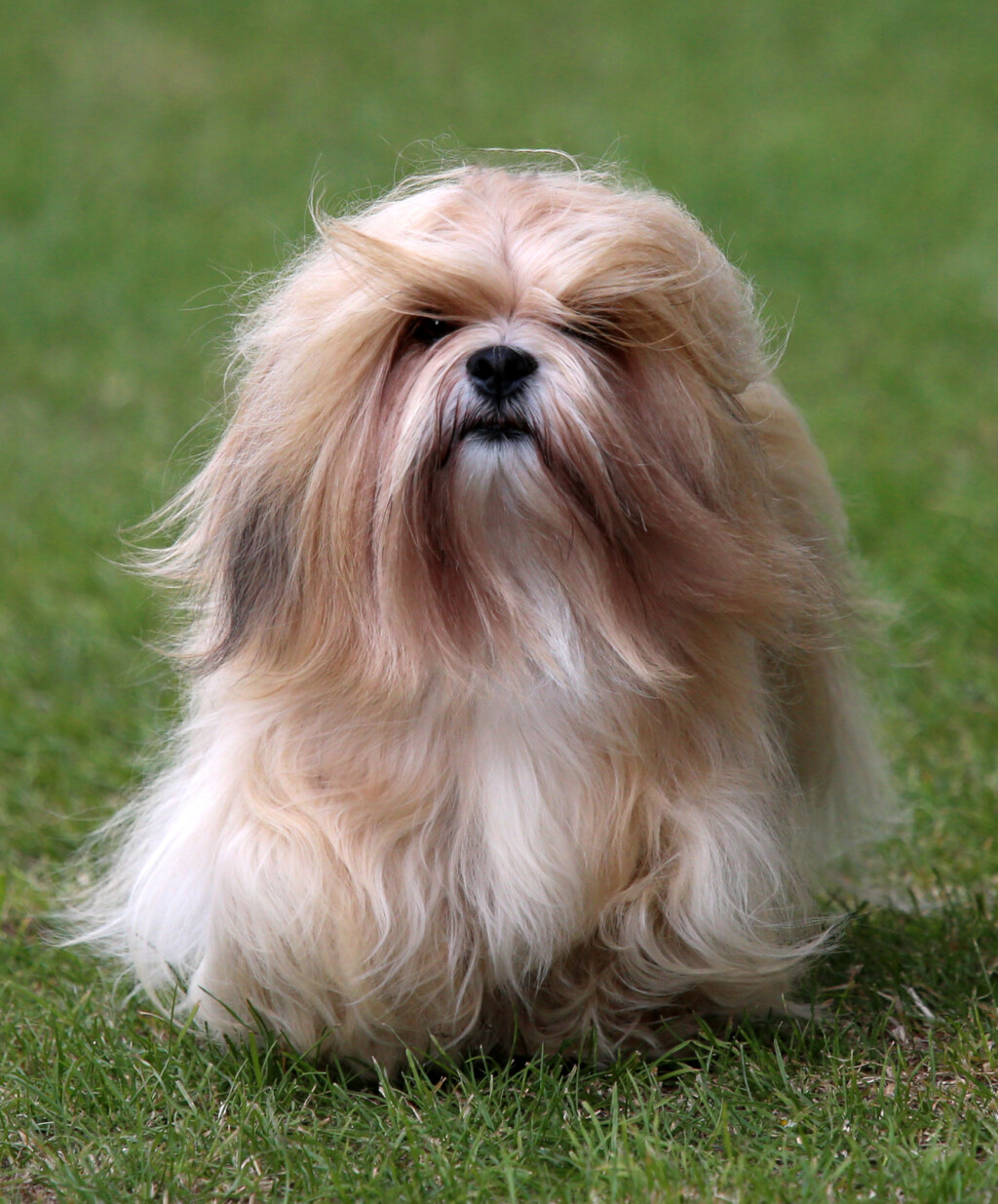 Lhasa apso
